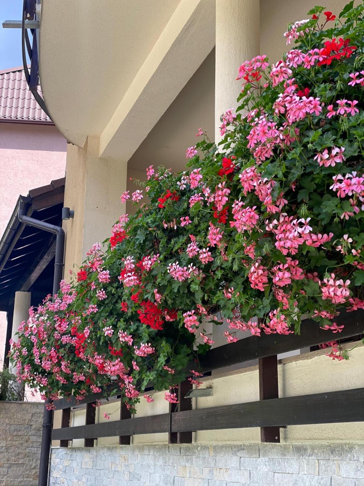פויאנה ברשוב Poiana Ski Residence Apartment 5 מראה חיצוני תמונה